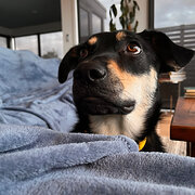 Home Owner wanting sitter in , Victoria