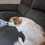 Home Owner wanting sitter in , Queensland