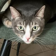 Home Owner wanting sitter in Cairns, Queensland