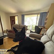 Home Owner wanting sitter in Adelaide, South Australia