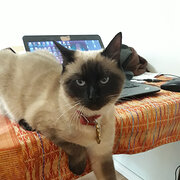 Home Owner wanting sitter in Perth, Western Australia