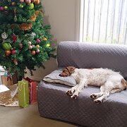 Home Owner wanting sitter in , Victoria