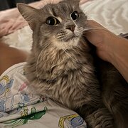 Home Owner wanting sitter in Brisbane, Queensland