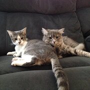 Home Owner wanting sitter in Brisbane, Queensland