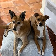 Home Owner wanting sitter in , Western Australia