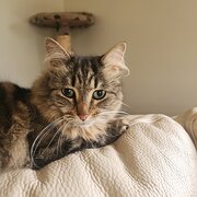 Home Owner wanting sitter in , Victoria