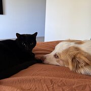 Home Owner wanting sitter in , Western Australia