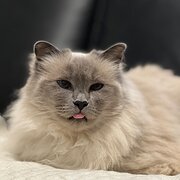 Home Owner wanting sitter in Perth, Western Australia