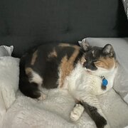 Home Owner wanting sitter in , Queensland