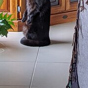 Home Owner wanting sitter in City of Moreton Bay , Queensland