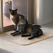 Home Owner wanting sitter in , Queensland