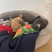 Home Owner wanting sitter in , Queensland