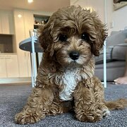 Home Owner wanting sitter in , Queensland