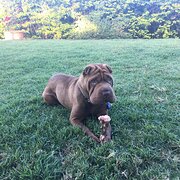 Home Owner wanting sitter in Brisbane, Queensland