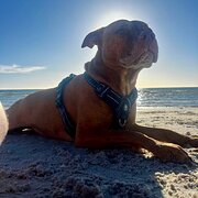 Home Owner wanting sitter in , Victoria