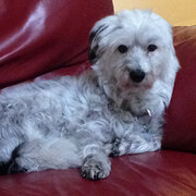 Home Owner wanting sitter in Concord West, New South Wales