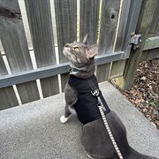 Home Owner wanting sitter in Brisbane , Queensland