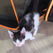 Home Owner wanting sitter in Newcastle , New South Wales