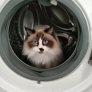 Home Owner wanting sitter in Melbourne, Victoria