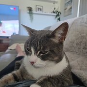 Home Owner wanting sitter in Albany, Western Australia