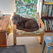 House Sitter - Geoff and Lauren 