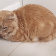 Home Owner wanting sitter in melbourne, Victoria