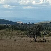 Home Owner wanting sitter in Armidale and Tamworth, New South Wales