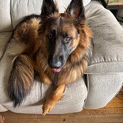 Home Owner wanting sitter in Launceston, Tasmania