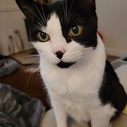 Home Owner wanting sitter in Toowoomba , Queensland