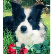 Home Owner wanting sitter in Melbourne , Victoria