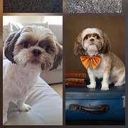 Home Owner wanting sitter in Brisbane, Queensland