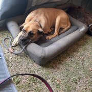 Home Owner wanting sitter in Adelaide, South Australia