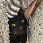 Home Owner wanting sitter in Melbourne, Victoria