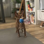 Home Owner wanting sitter in , New South Wales