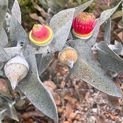 House Sitter - Professional, mature 38yo F