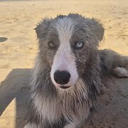 Home Owner wanting sitter in Arana Hills, Queensland