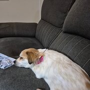 Home Owner wanting sitter in , Queensland