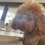 Home Owner wanting sitter in Frankston , Victoria