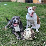 Home Owner wanting sitter in , New South Wales