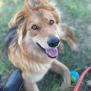 Home Owner wanting sitter in Toowoomba (1.5 hours), Queensland