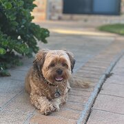 Home Owner wanting sitter in , Queensland