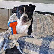 Home Owner wanting sitter in , Western Australia