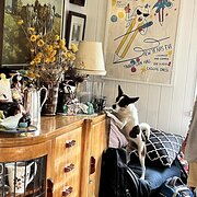 Home Owner wanting sitter in Gympie, Toowoomba, Kingaroy largest town 20 minutes, Queensland