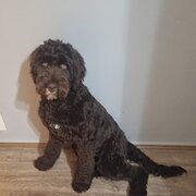 Home Owner wanting sitter in Melbourne, Victoria