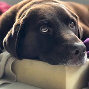 Home Owner wanting sitter in , New South Wales