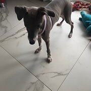 Home Owner wanting sitter in Sydney , New South Wales