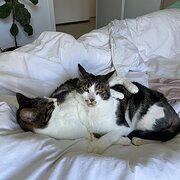 Home Owner wanting sitter in Gosford, New South Wales