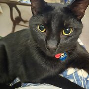 Home Owner wanting sitter in Perth, Western Australia