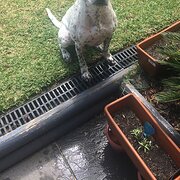 Home Owner wanting sitter in , New South Wales