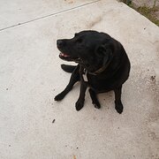 Home Owner wanting sitter in , Victoria